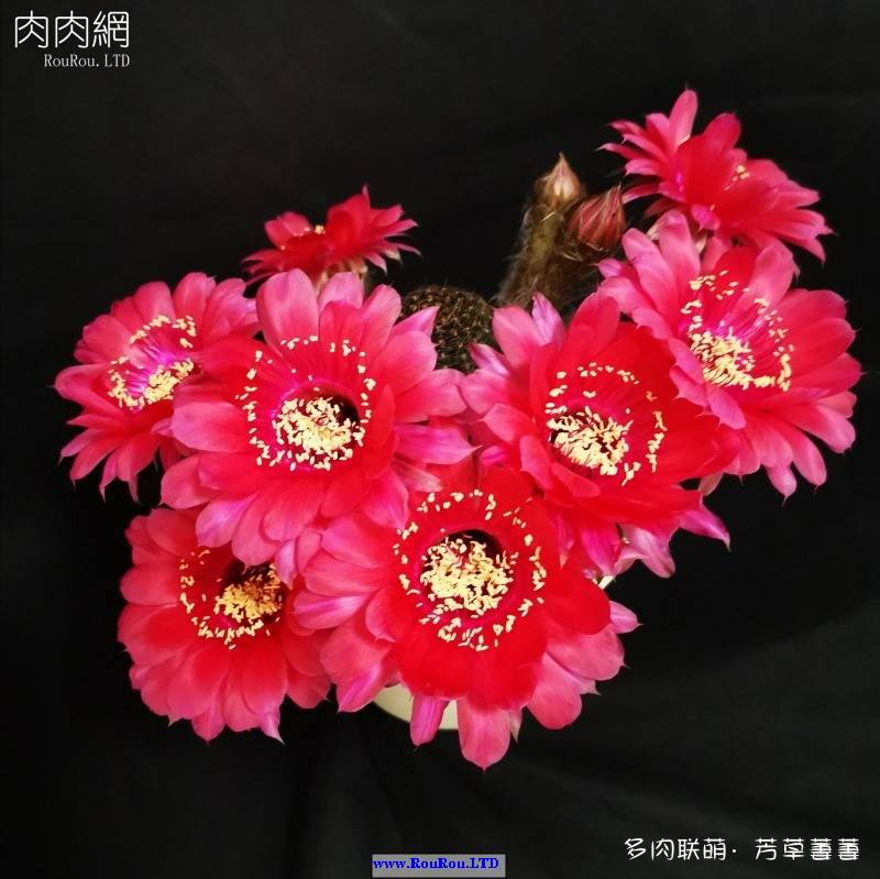 深圳夏天開花的仙人掌