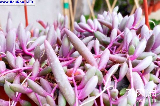 紫玄月吊蘭的養殖方法和注意事項