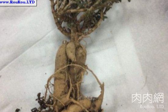 姬紅小松的根怎麼養大