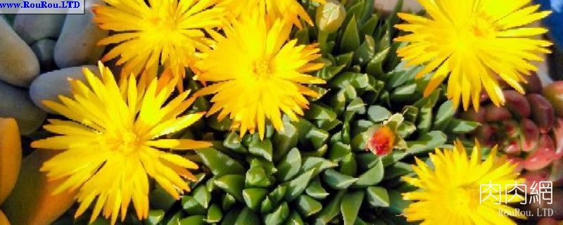 黃花照波怎樣養能開花