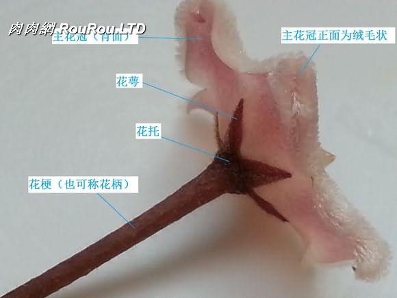 球蘭花的背面結構及花蕾
