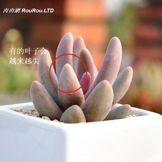紅手指 /><br />
<img class=