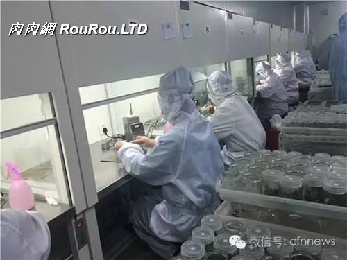 上海大地種苗的專業組培室內，工人正在給多肉分瓶