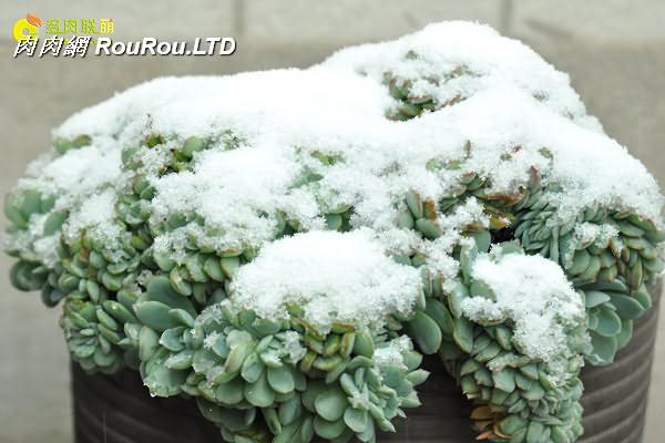 陝西西安經歷冰雪的多肉植物-4