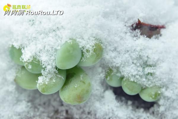 陝西西安經歷冰雪的多肉植物-6