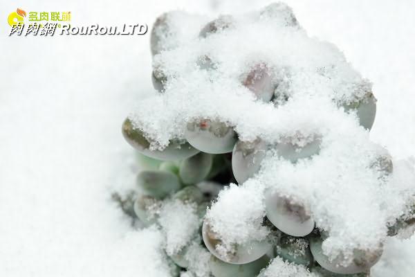 陝西西安經歷冰雪的多肉植物-9