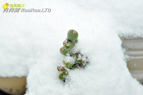 陝西西安經歷冰雪的多肉植物-10