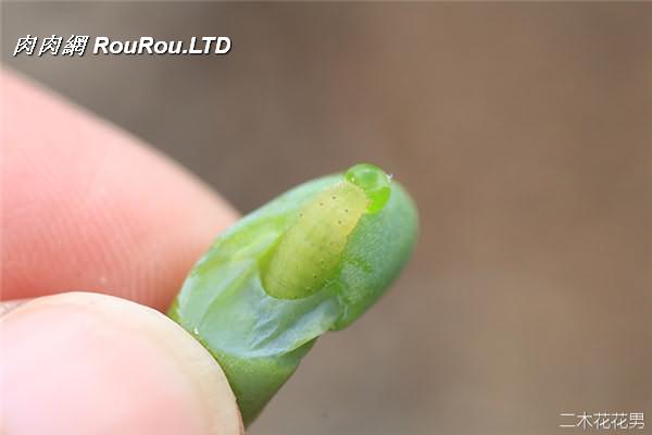 多肉植物玄灰蝶怎麼防治-4