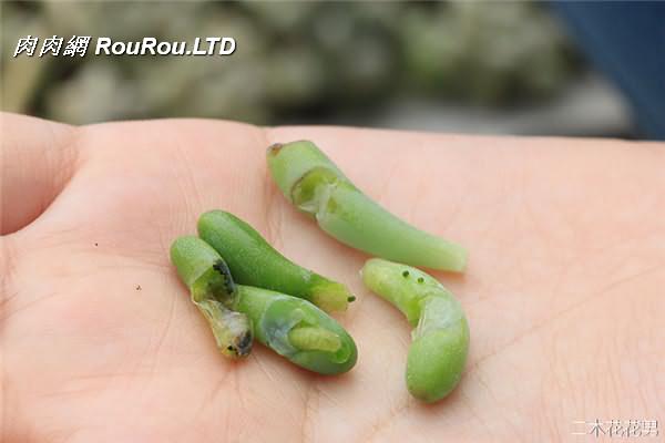 多肉植物玄灰蝶怎麼防治-5