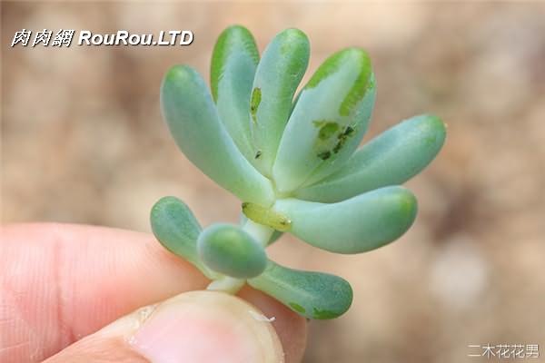 多肉植物玄灰蝶怎麼防治-6