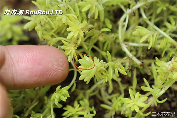 多肉植物玄灰蝶怎麼防治-9