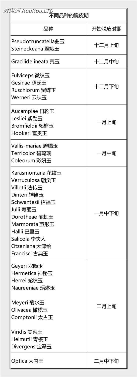 按習性分開種生石花-6