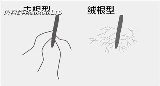 按習性分開種生石花-12