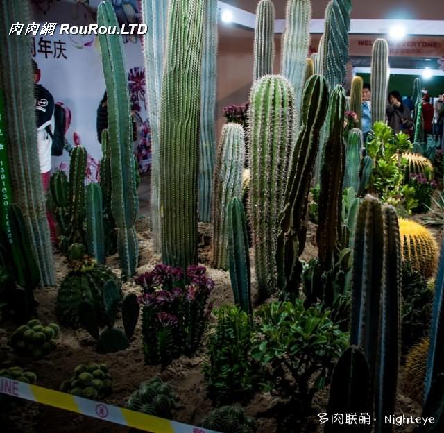 2018上海多肉展會裡的多肉植物