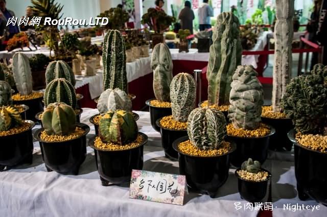 2018上海多肉展會裡的多肉植物