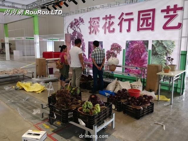 19屆中國昆明花卉展的多肉