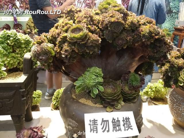 19屆中國昆明花卉展的多肉