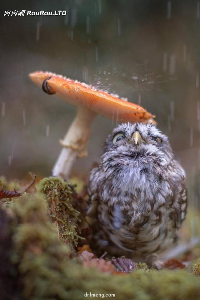 濟南，初夏雨後的多肉