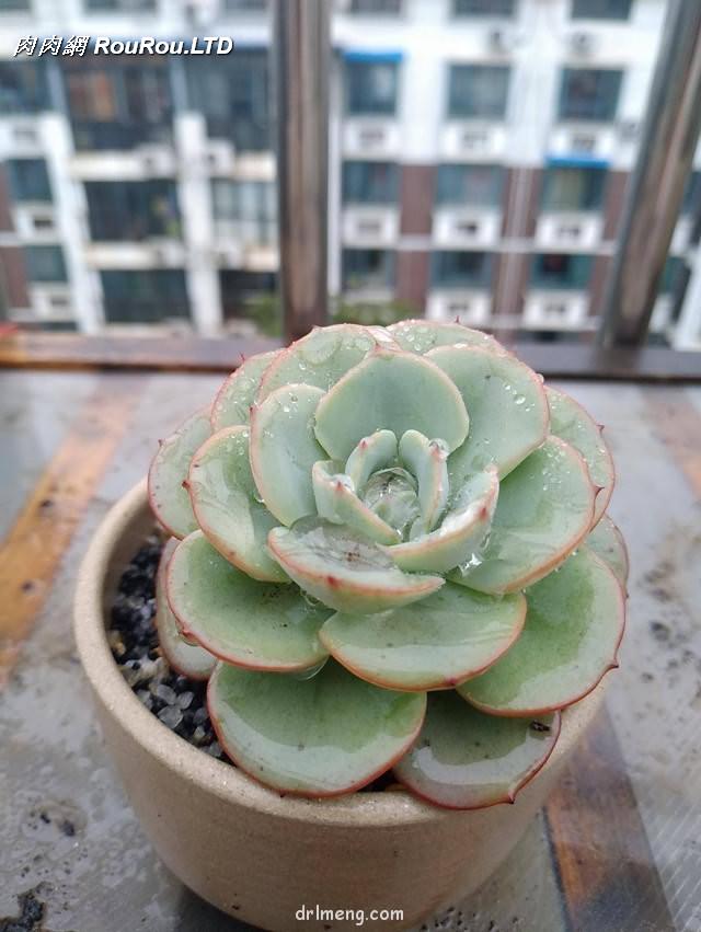 濟南，初夏雨後的多肉