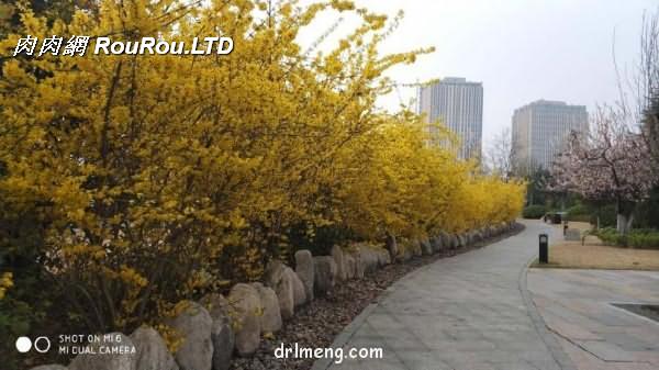 徐州金龍湖的春景
