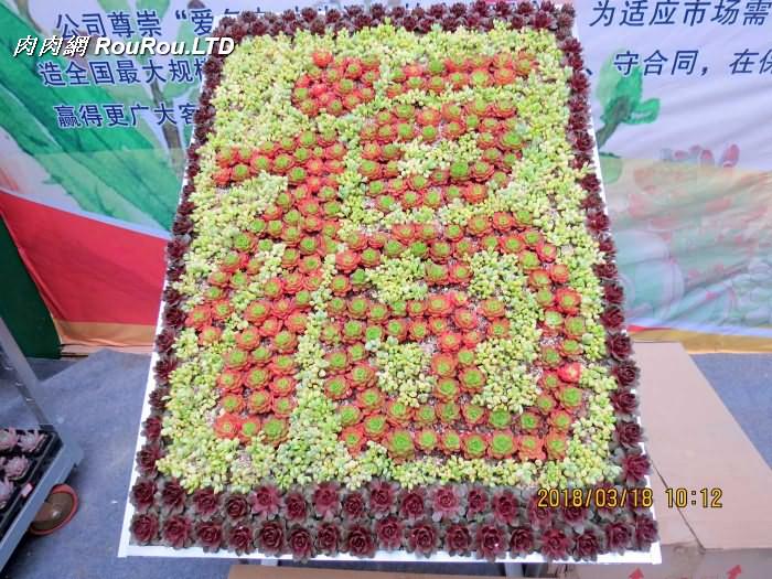 青州首屆中國多肉植物展