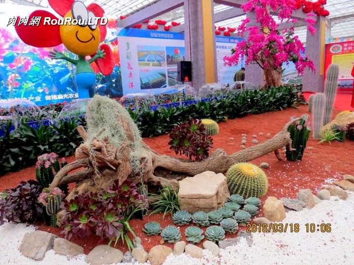 青州首屆中國多肉植物展