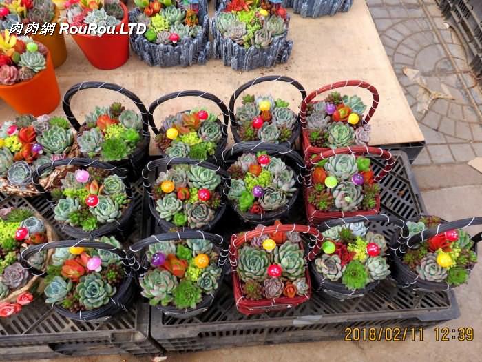 山東青州花卉博覽會裡的多肉和花草