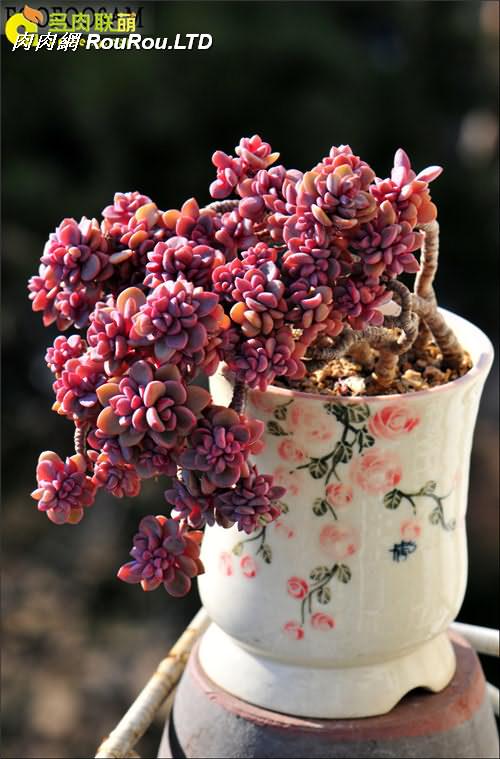 紫心 Echeveria cv. Rezry-1