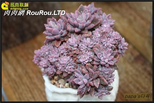 紫心 Echeveria cv. Rezry-2