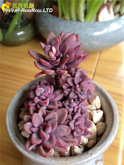 紫心 Echeveria cv. Rezry-3