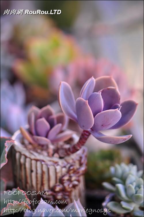 紫珍珠 Echeveria 'Perle von Nurnberg'-2