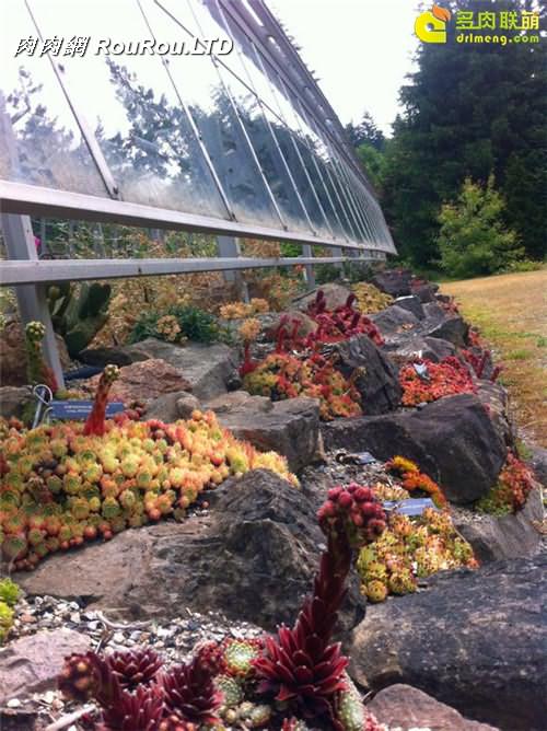 UBC植物園裡的長生草系列圖片之15