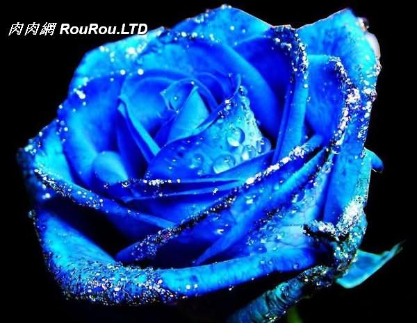 藍色玫瑰/妖姬的真相