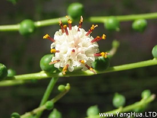 珍珠吊蘭開白色小花