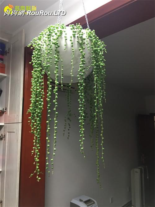 室內養護的珍珠吊蘭