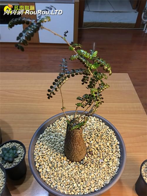 室內養護的列加氏漆樹